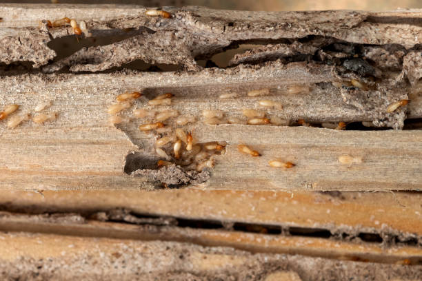 Best Termite Control Services  in Bridgeville, DE
